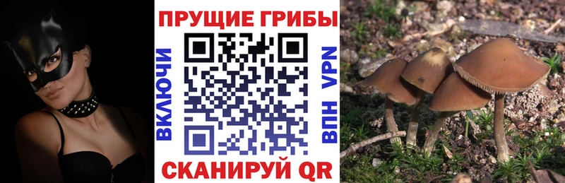 Галлюциногенные грибы Psilocybe  KRAKEN онион  Минеральные Воды 